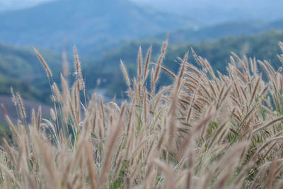 Close-up of wheat growing on field