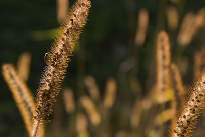 Close-up of plants