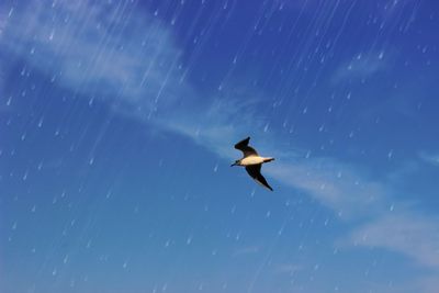 Low angle view of bird flying in blue sky during rainy season