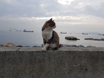 View of a cat on beach