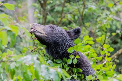 Close-up of a lizard on a tree