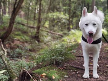 Portrait of dog standing on land