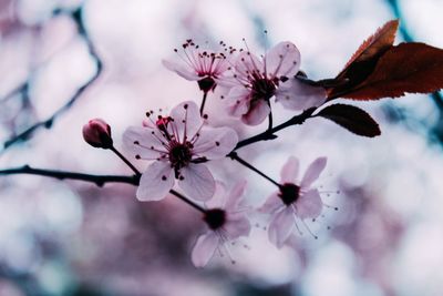 Close-up of pink flowers on branch