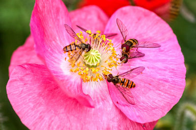 Close-up of insect on pink flower