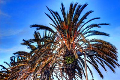 Low angle view of palm trees against blue sky