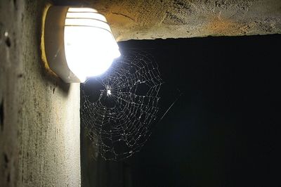 spider web