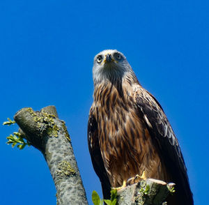 Low angle view of red kite perching on tree