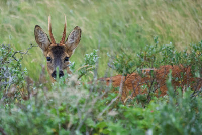 Portrait of deer in a field