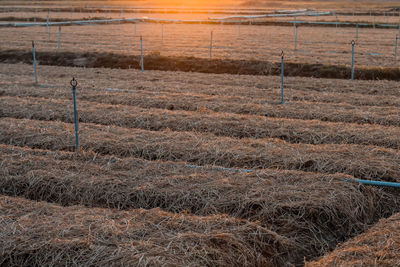 Scenic view of field