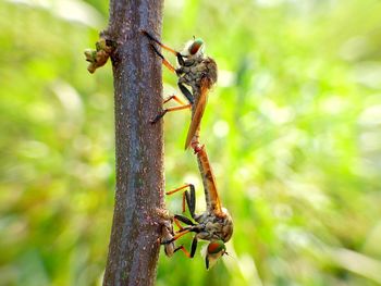 Close-up of insect on plant