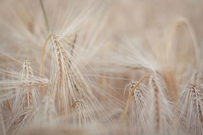 Close-up of wheat field