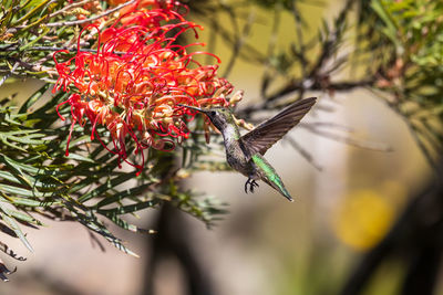 Close-up of butterfly on plant