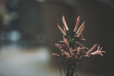 Close-up of flowering plant