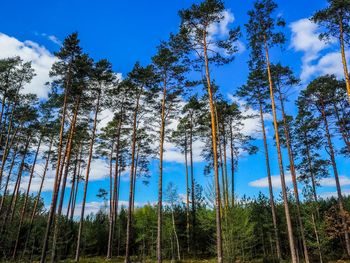 Low angle view of pine trees against sky