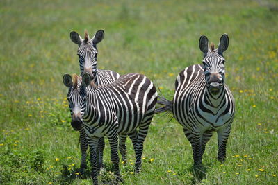 Zebras standing in a field