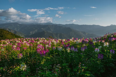 Purple flowering plants on field by mountains against sky