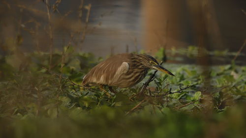 Side view of a bird on land