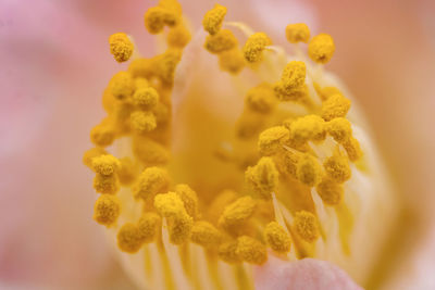 Close-up of yellow flowering plant
