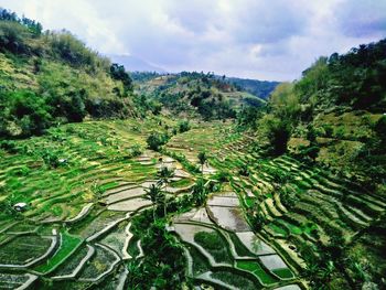 Beautiful rice fields in indonesia