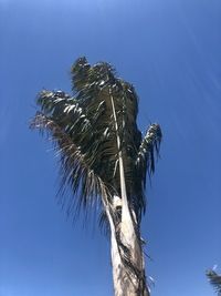 Low angle view of coconut palm tree against blue sky