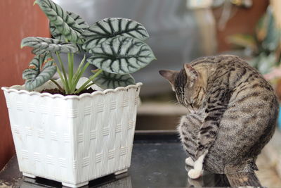 A plant guard cat