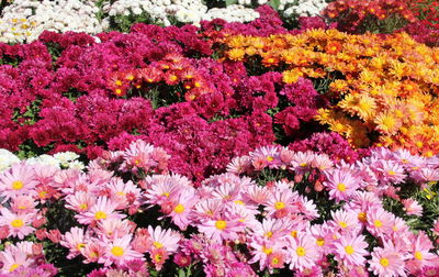 Full frame shot of multi colored flowers