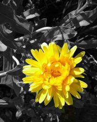 Close-up of yellow flower