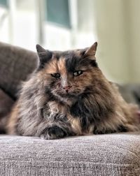 Close-up of a cat looking away