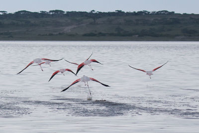 Birds flying over lake