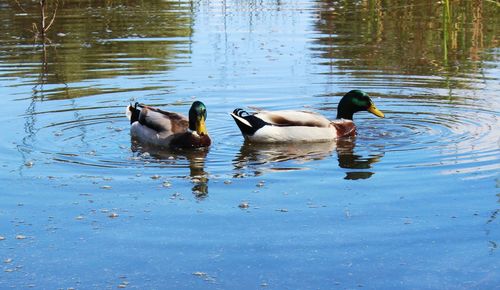 Ducks swimming in lake