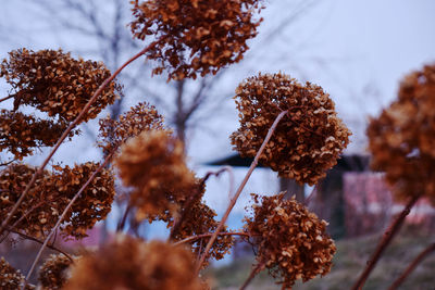 Low angle view of flowers against sky