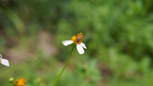 Honey bees pollinating on a daisy flower in the garden.