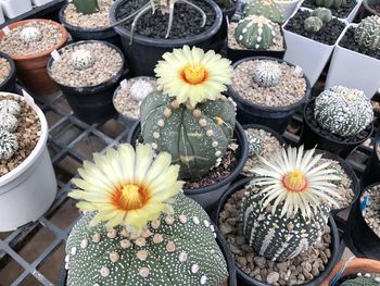 High angle view of flowering plants at market