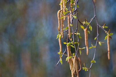 Close-up of plant growing outdoors