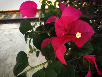 Close-up of pink flowers