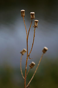 Close-up of dried plant