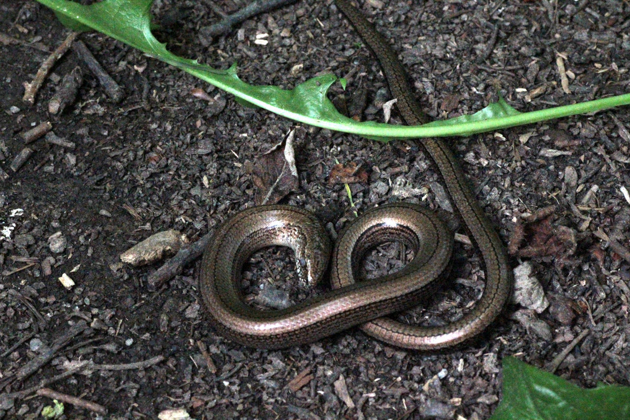 HIGH ANGLE VIEW OF LIZARD ON GROUND