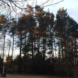 Low angle view of trees