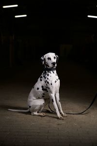 Dog sitting in illuminated room