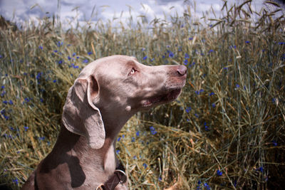 Close-up of dog looking away on field