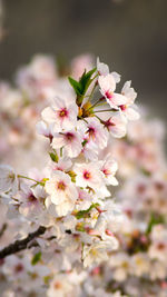 Close-up of pink cherry blossoms