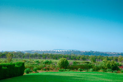 Scenic view of field against clear sky