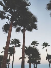 Low angle view of palm trees