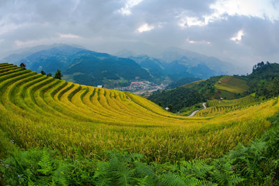 Scenic view of rice field against sky