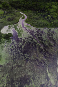 High angle view of trees on land