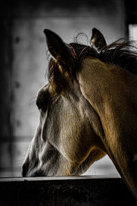 Close-up of horse