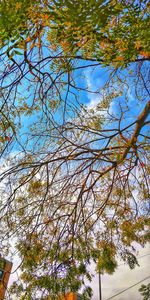 Low angle view of tree against sky