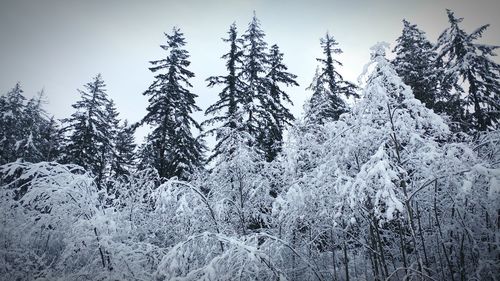 Snow covered trees in forest