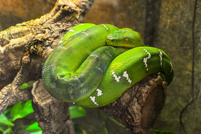 Emerald tree boa