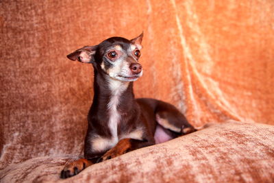 Close-up portrait of dog